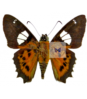 HESPERIIDAE