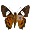 M. Pardalina Kesselringi