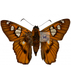 HESPERIIDAE