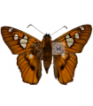 Myscelus Draudti