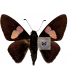 HESPERIIDAE