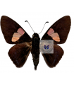 Mimoniades Nurscia