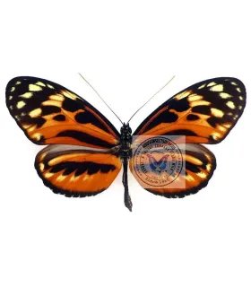 Heliconius  hecale shanki