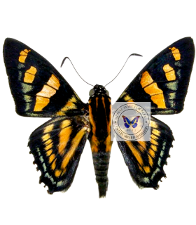 HESPERIIDAE