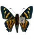 HESPERIIDAE