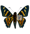 Mimardaris Montra