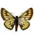 HESPERIIDAE