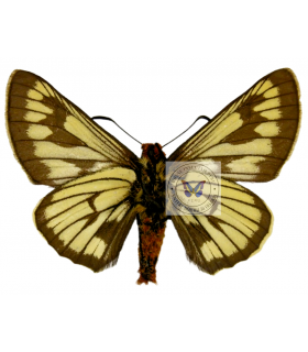 HESPERIIDAE
