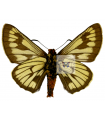 Metardaris Cosinga Catana
