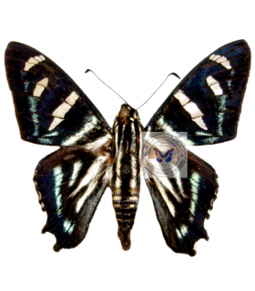 HESPERIIDAE