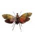 HOMOPTERA