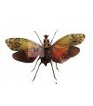 Phrictus buchei