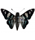 HESPERIIDAE