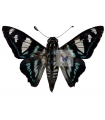 Jemadia Gnetus