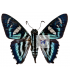 HESPERIIDAE