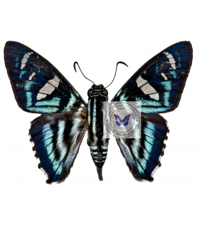 HESPERIIDAE