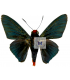 HESPERIIDAE