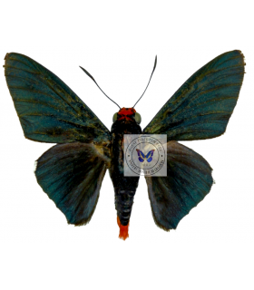 HESPERIIDAE