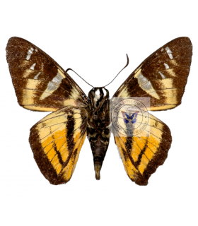 HESPERIIDAE