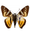 Croniades Pieria Auraria