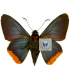 HESPERIIDAE