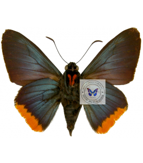 HESPERIIDAE
