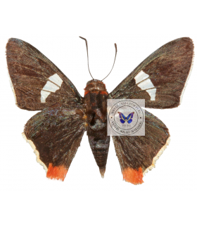 HESPERIIDAE