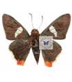 Aspitha a. agenoria sanies