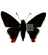 HESPERIIDAE