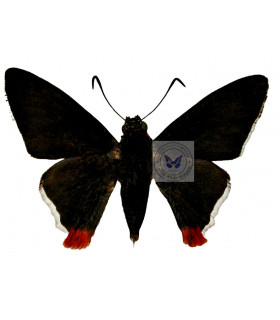 HESPERIIDAE