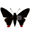 Aspitha a. agenoria