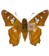 HESPERIIDAE