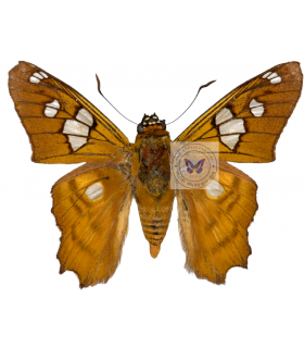 HESPERIIDAE
