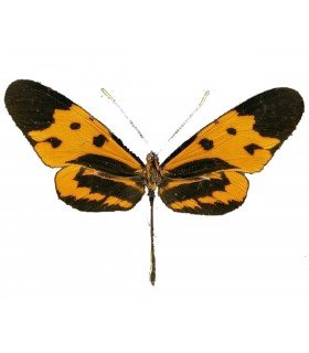ITHOMIIDAE
