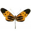 Mechanitis mazaeus