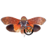 HOMOPTERA