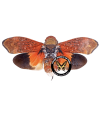 Scaralis versicolor