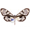 Godyris dircenna