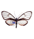 ITHOMIIDAE