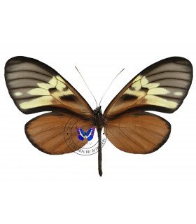 ITHOMIIDAE