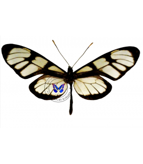 ITHOMIIDAE