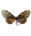 Godyris olyras