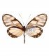 ITHOMIIDAE