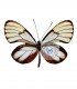ITHOMIIDAE
