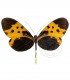 ITHOMIIDAE