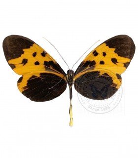 ITHOMIIDAE