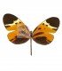 ITHOMIIDAE