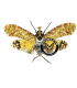 HOMOPTERA