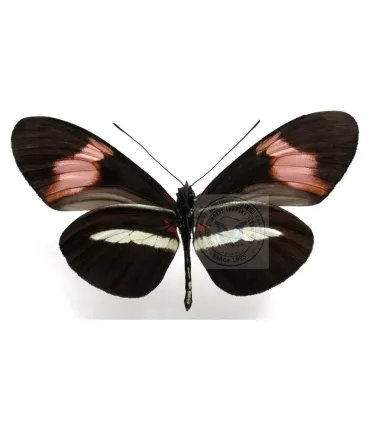 Heliconius  melpomene amarylis