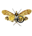 Phrictus xanthopterus